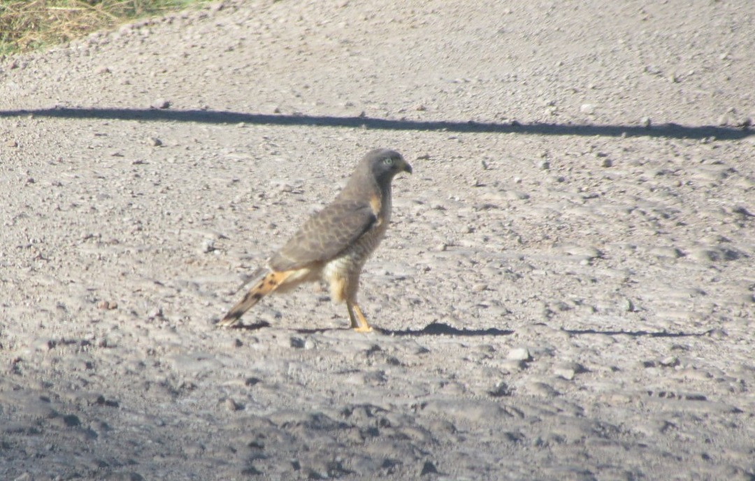 Roadside Hawk - ML647416382