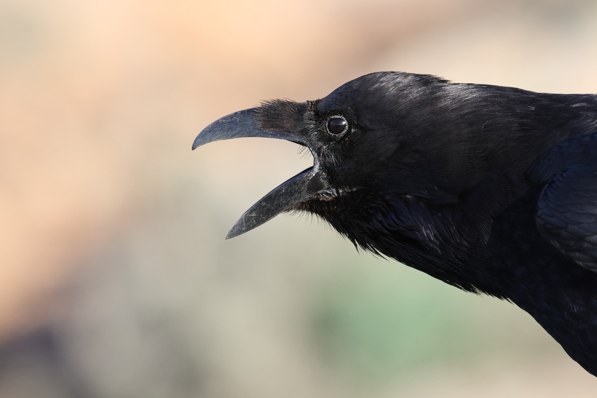 Common Raven - ML647416387