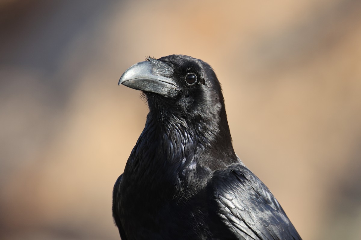Common Raven - ML647416388