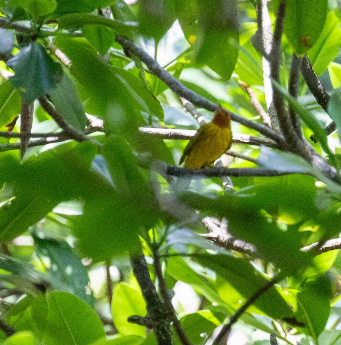 Mangrove Yellow Warbler (Panama) - ML647416392