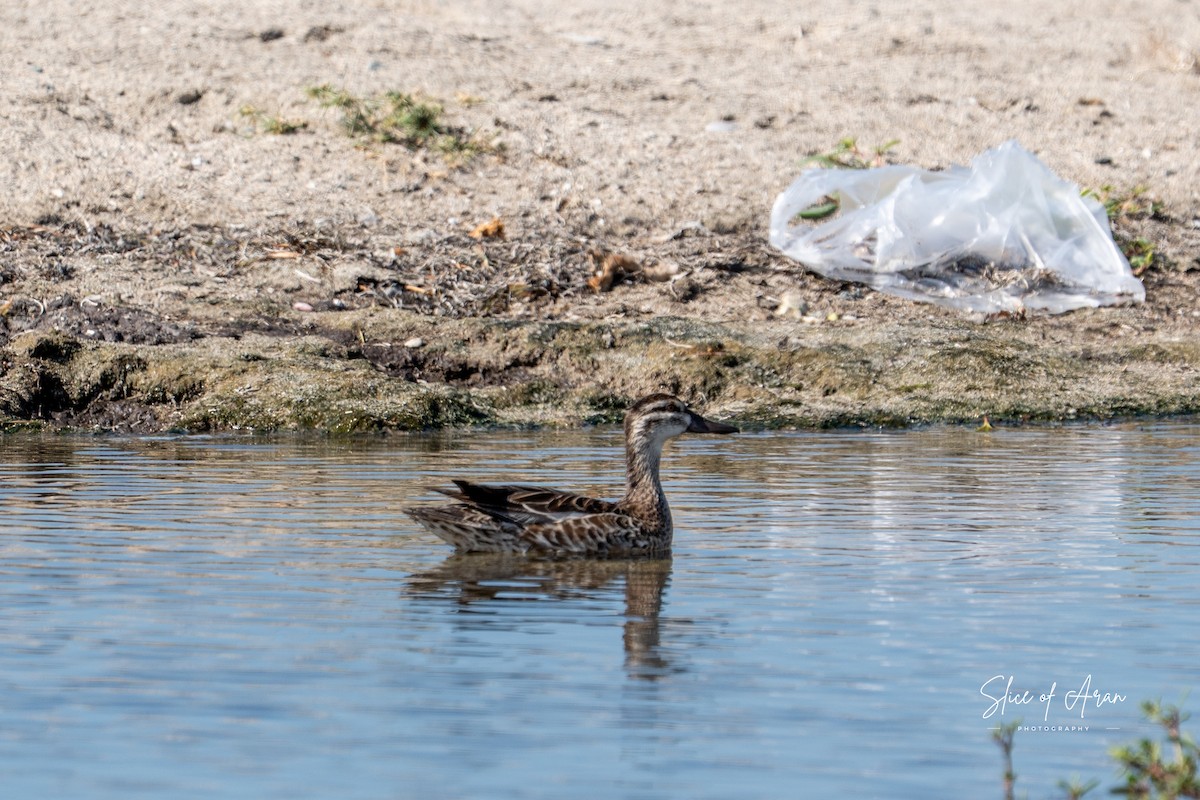 Garganey - ML647416401