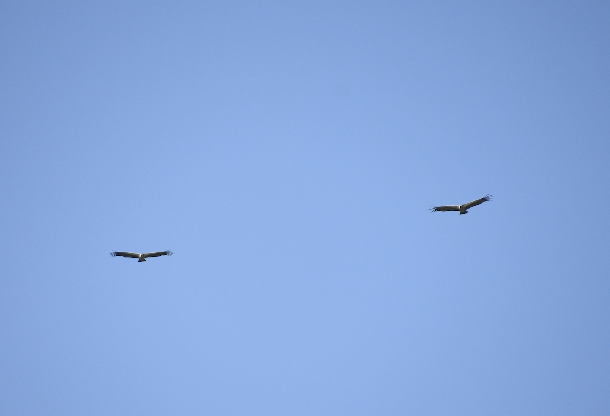 White-backed Vulture - ML647416416