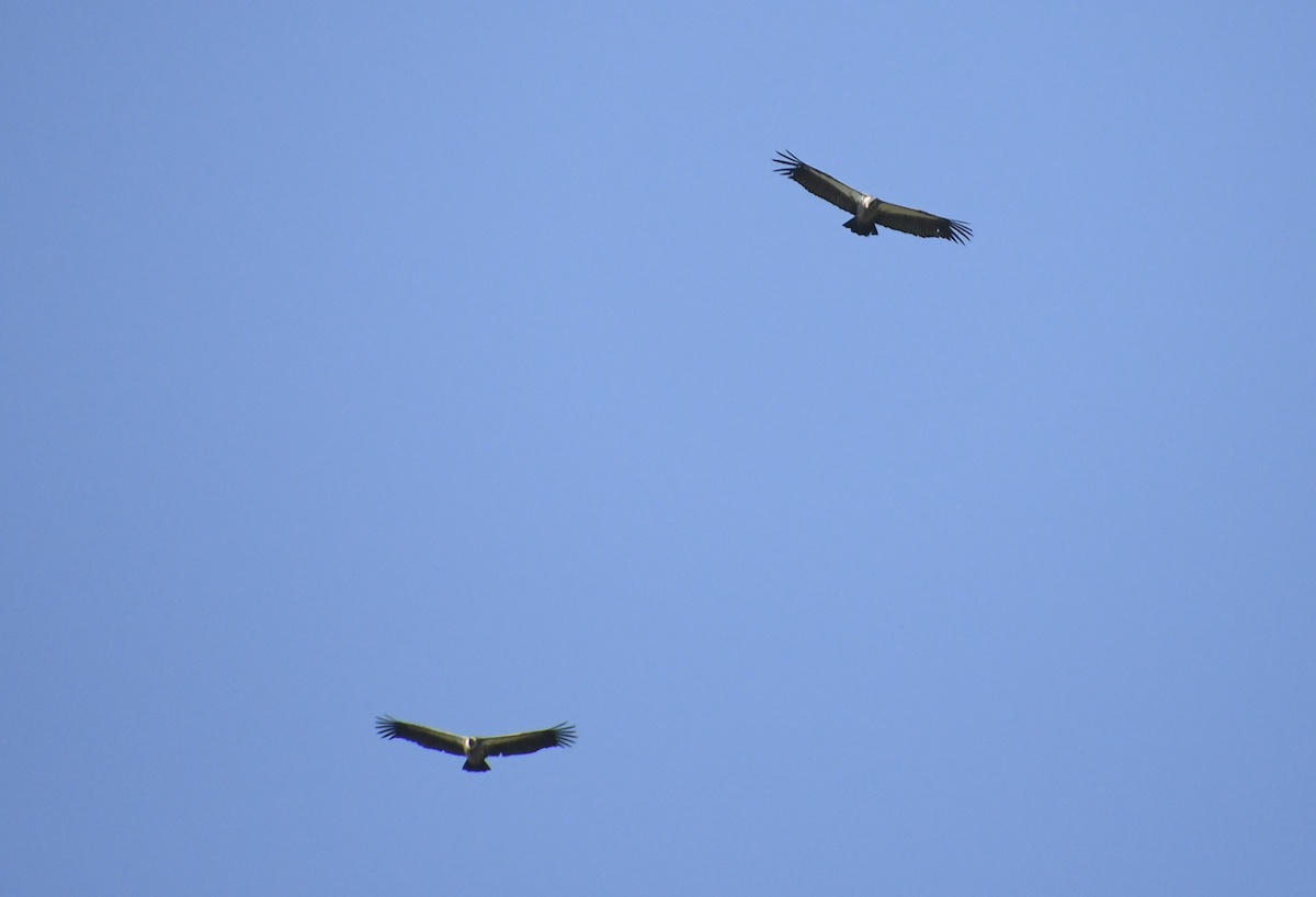 White-backed Vulture - ML647416417