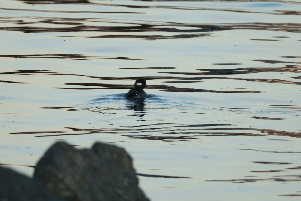 Büffelkopfente - ML647416423