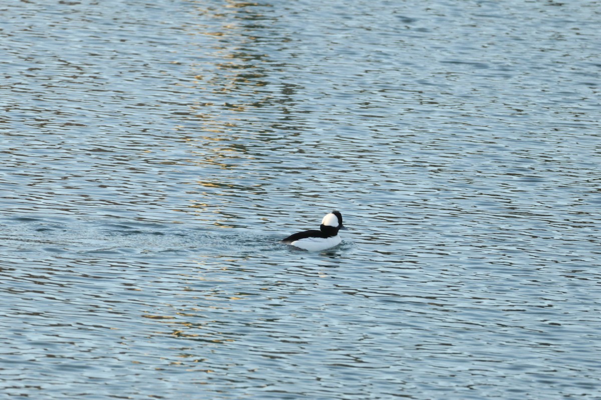 Büffelkopfente - ML647416424