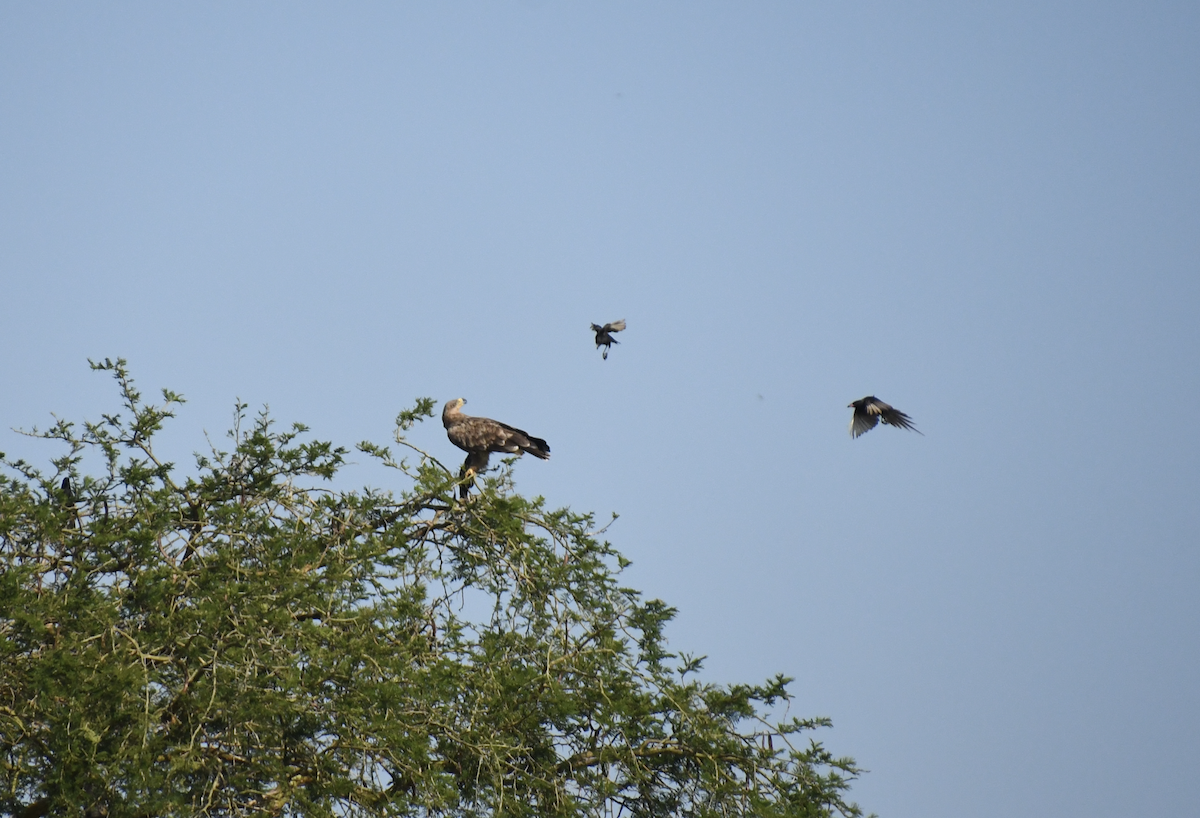 Tawny Eagle - ML647416425