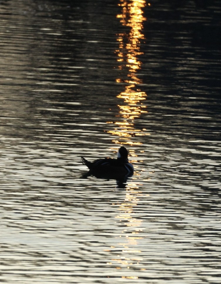 Kappensäger - ML647416435