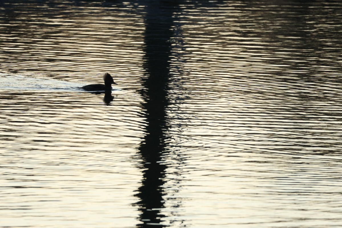 Kappensäger - ML647416436