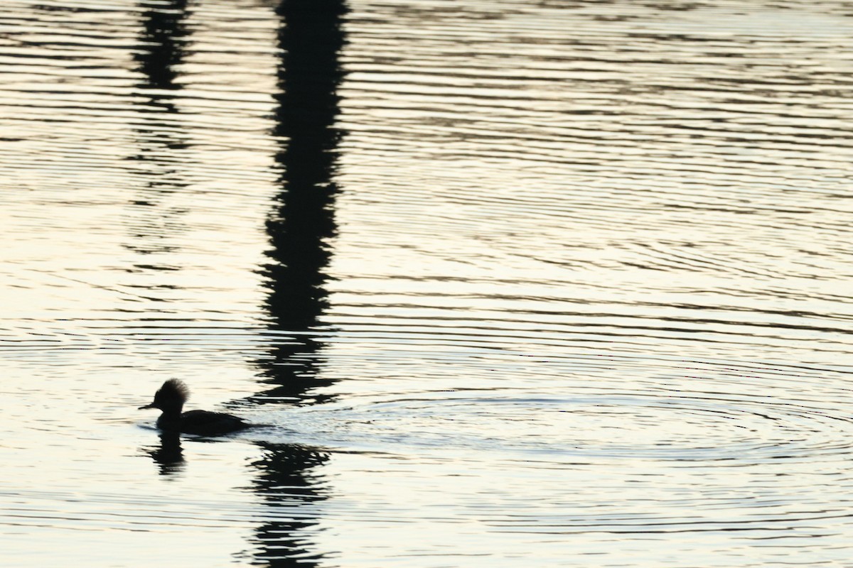 Kappensäger - ML647416437