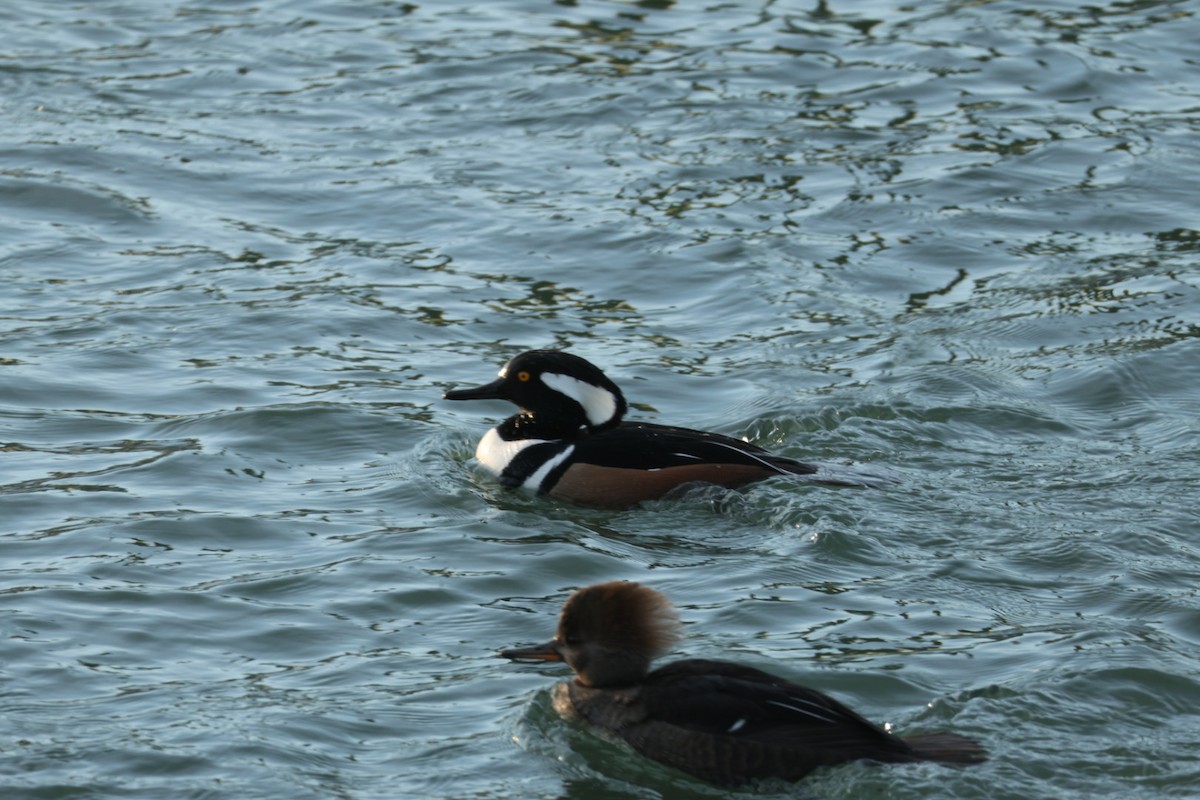 Kappensäger - ML647416438