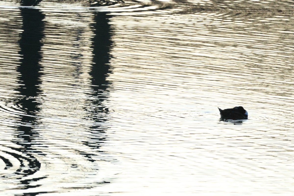 Kappensäger - ML647416439