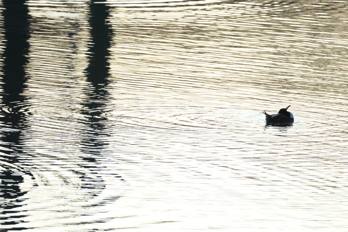 Kappensäger - ML647416440