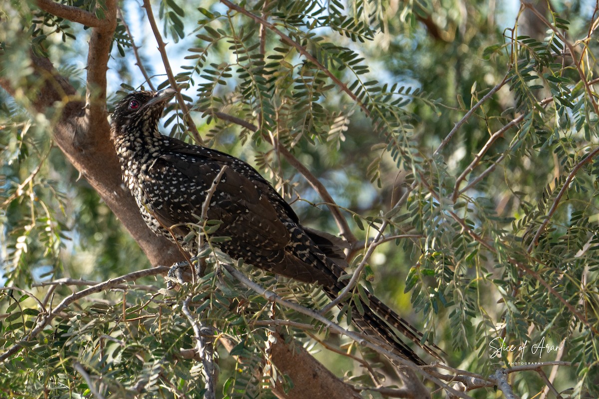 Asian Koel - ML647416441