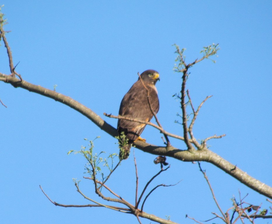 Roadside Hawk - ML647416448