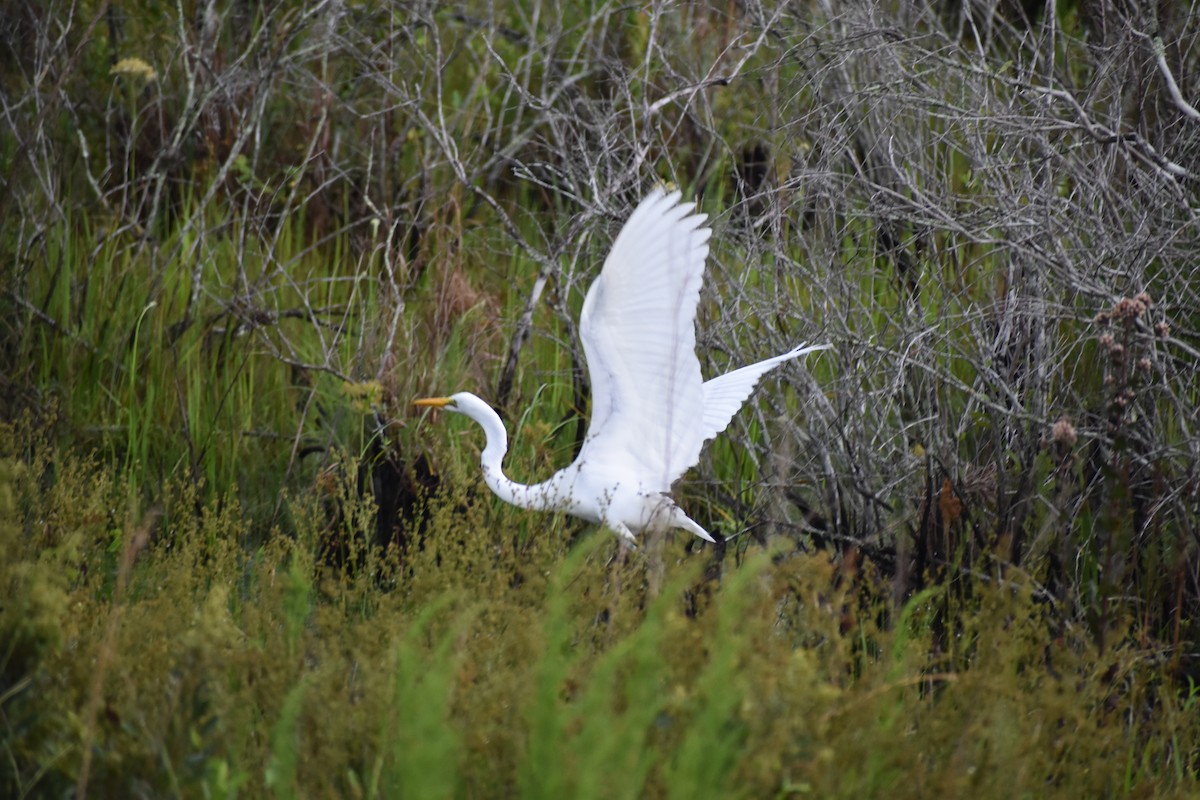Great Egret - ML647416450