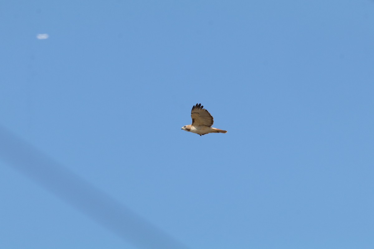 Red-tailed Hawk - ML647416454