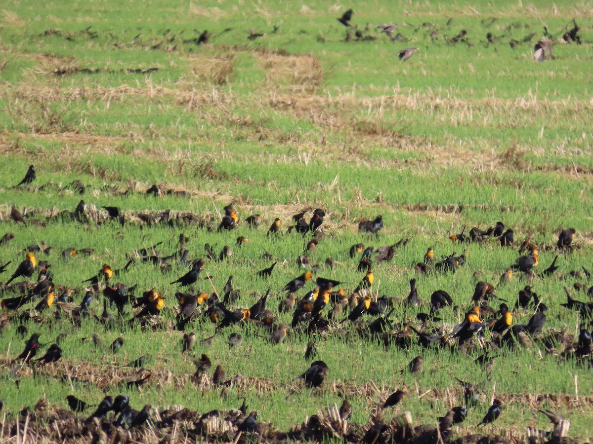 Yellow-headed Blackbird - ML647416456