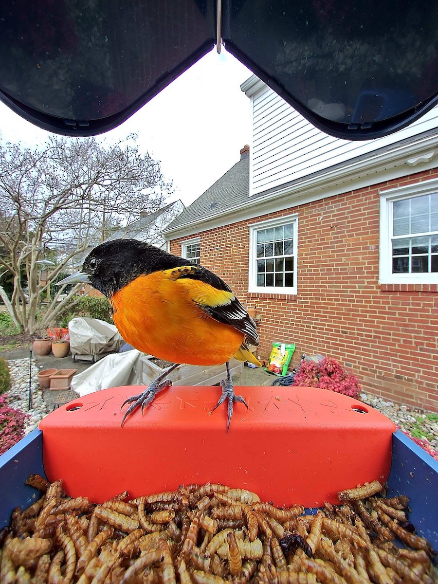 Baltimore Oriole - ML647416457