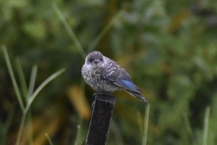 Eastern Bluebird - ML647416458