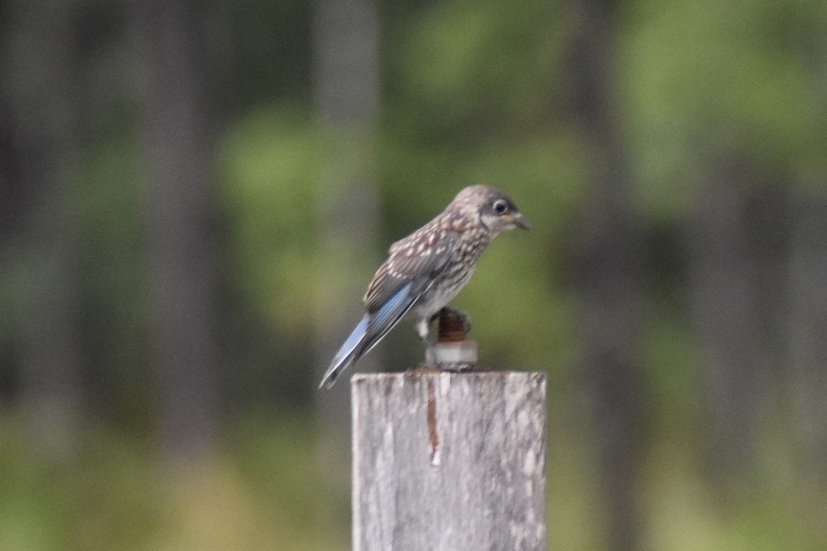 Eastern Bluebird - ML647416459