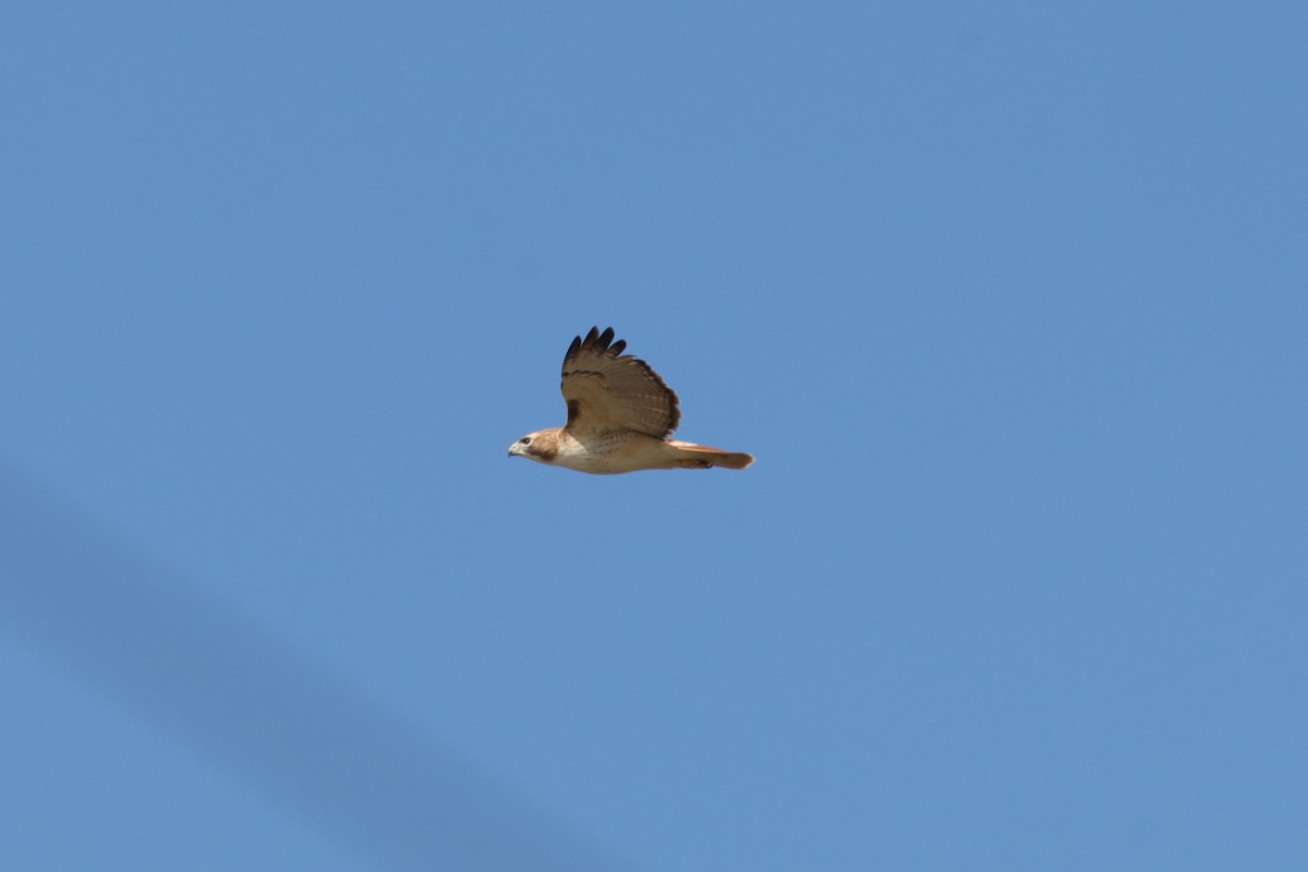 Red-tailed Hawk - ML647416460