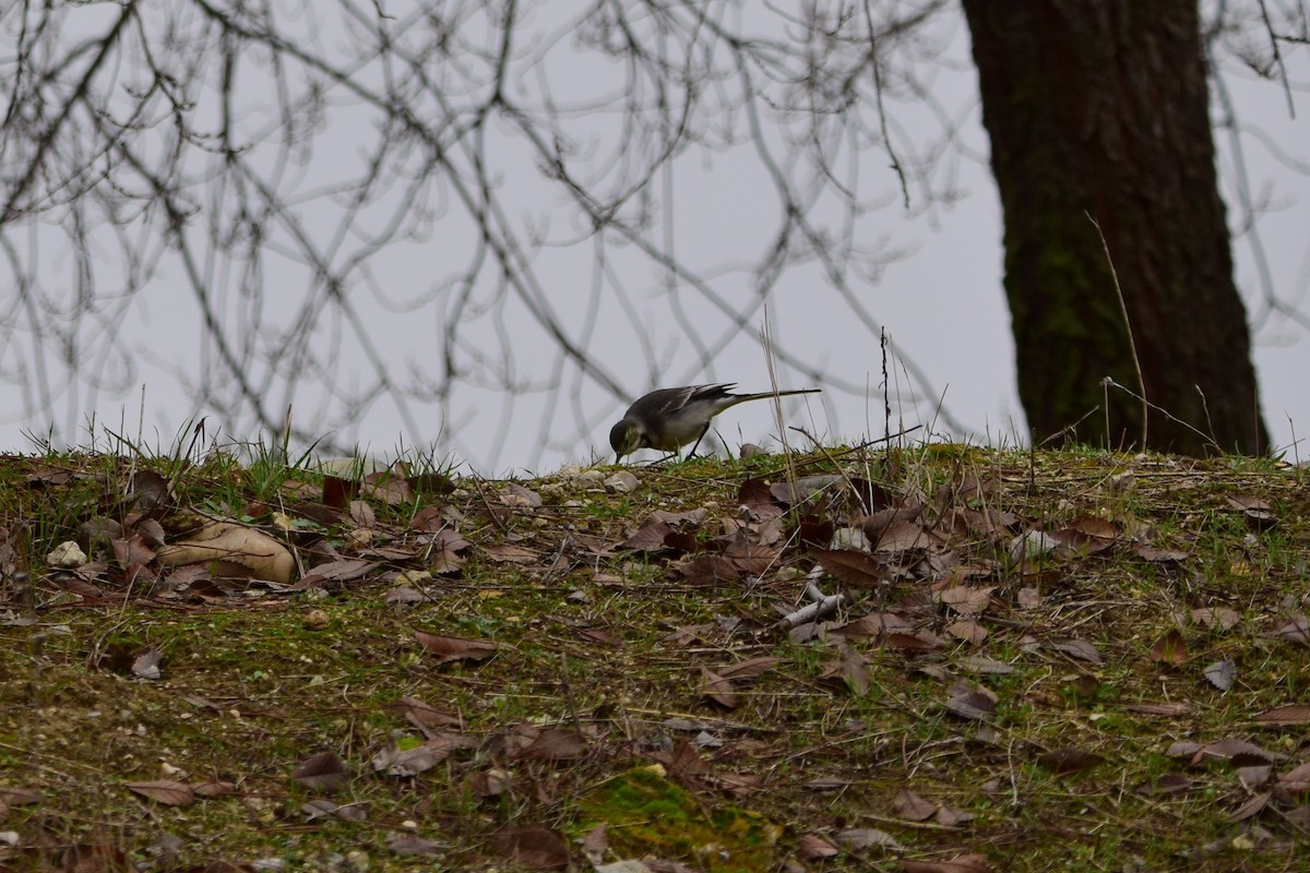 White Wagtail - ML647416461