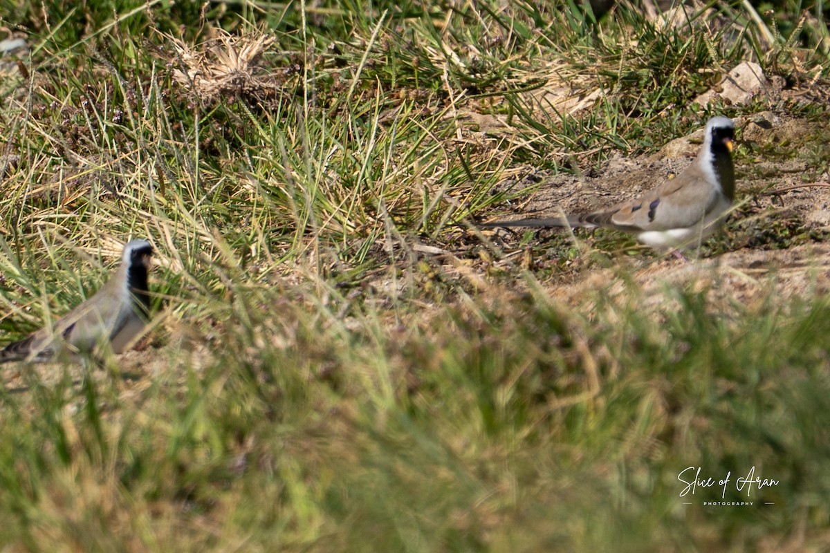 Namaqua Dove - ML647416463