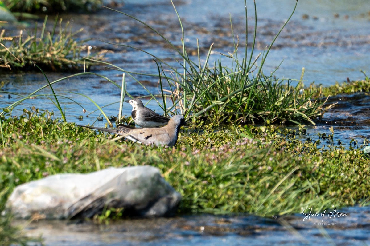 Namaqua Dove - ML647416464