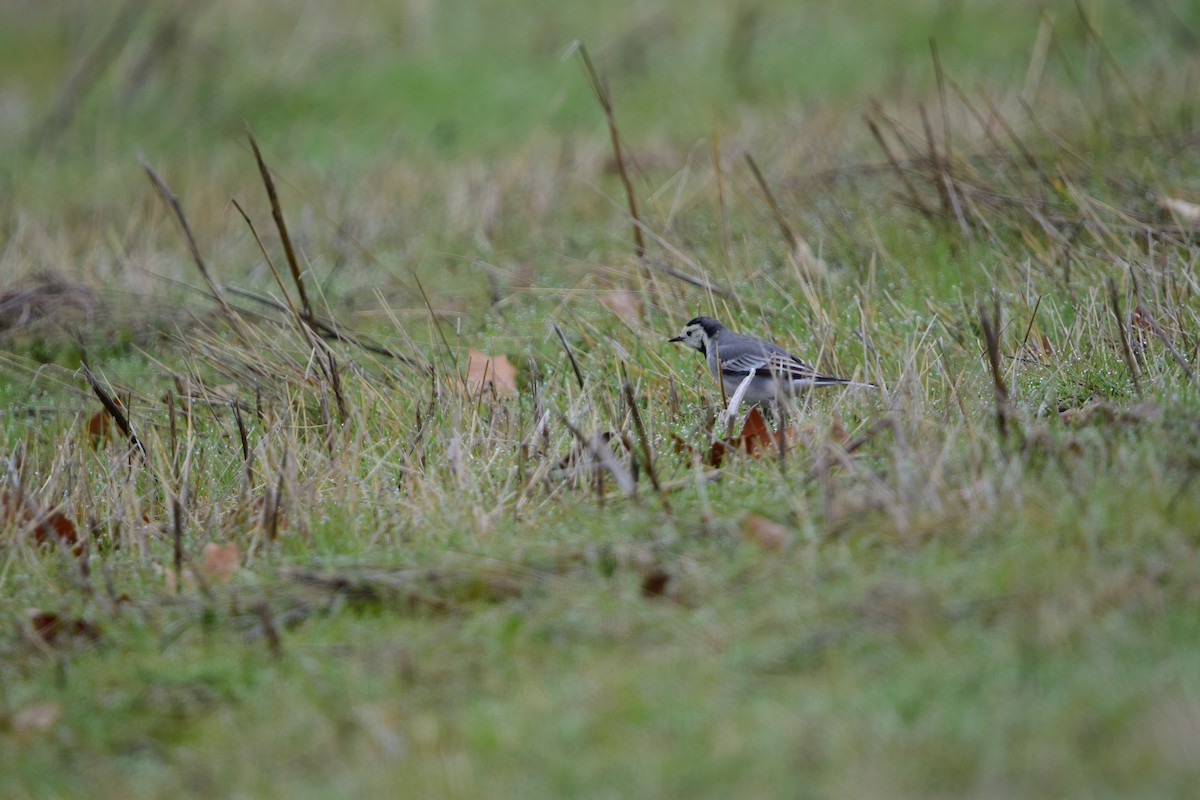 White Wagtail - ML647416465