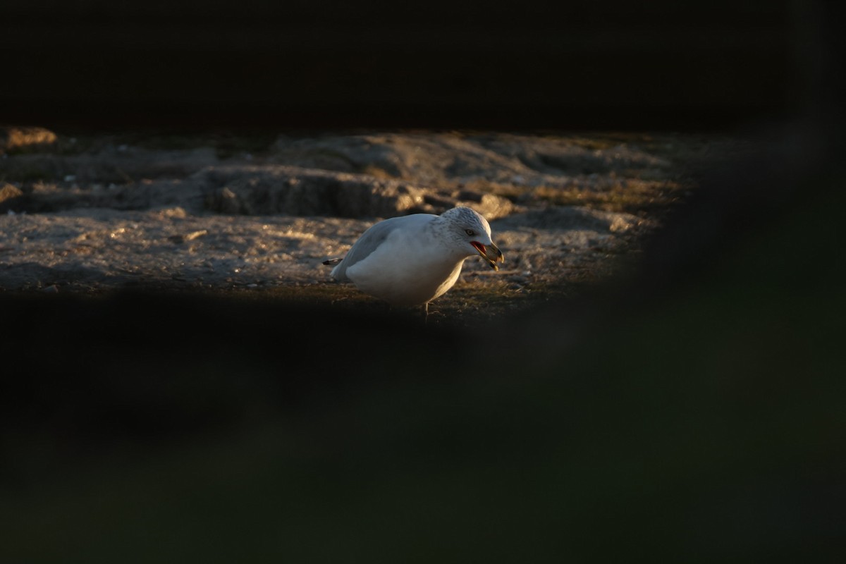 Ring-billed Gull - ML647416466