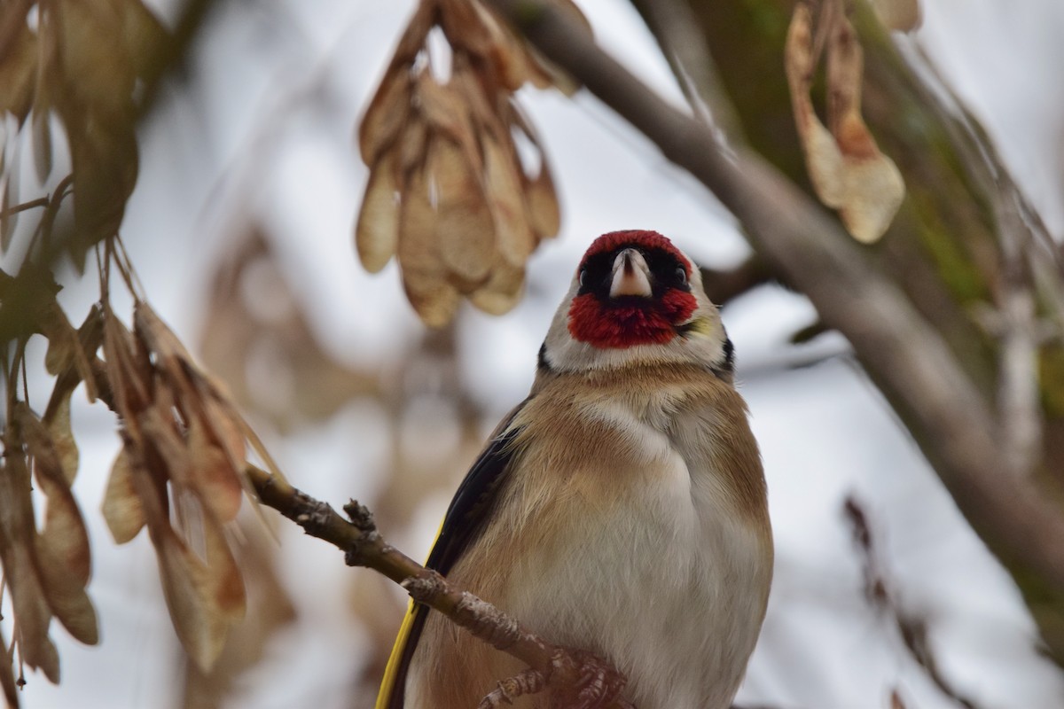 European Goldfinch - ML647416470