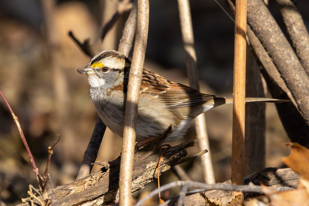 White-throated Sparrow - ML647416472