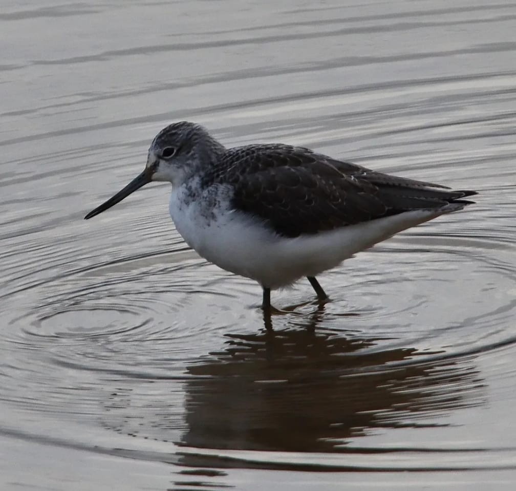 Common Greenshank - ML647416474