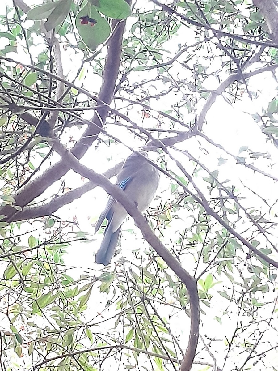 Eurasian Jay - ML647416476