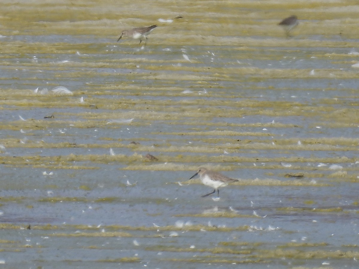 Dunlin - ML647416478