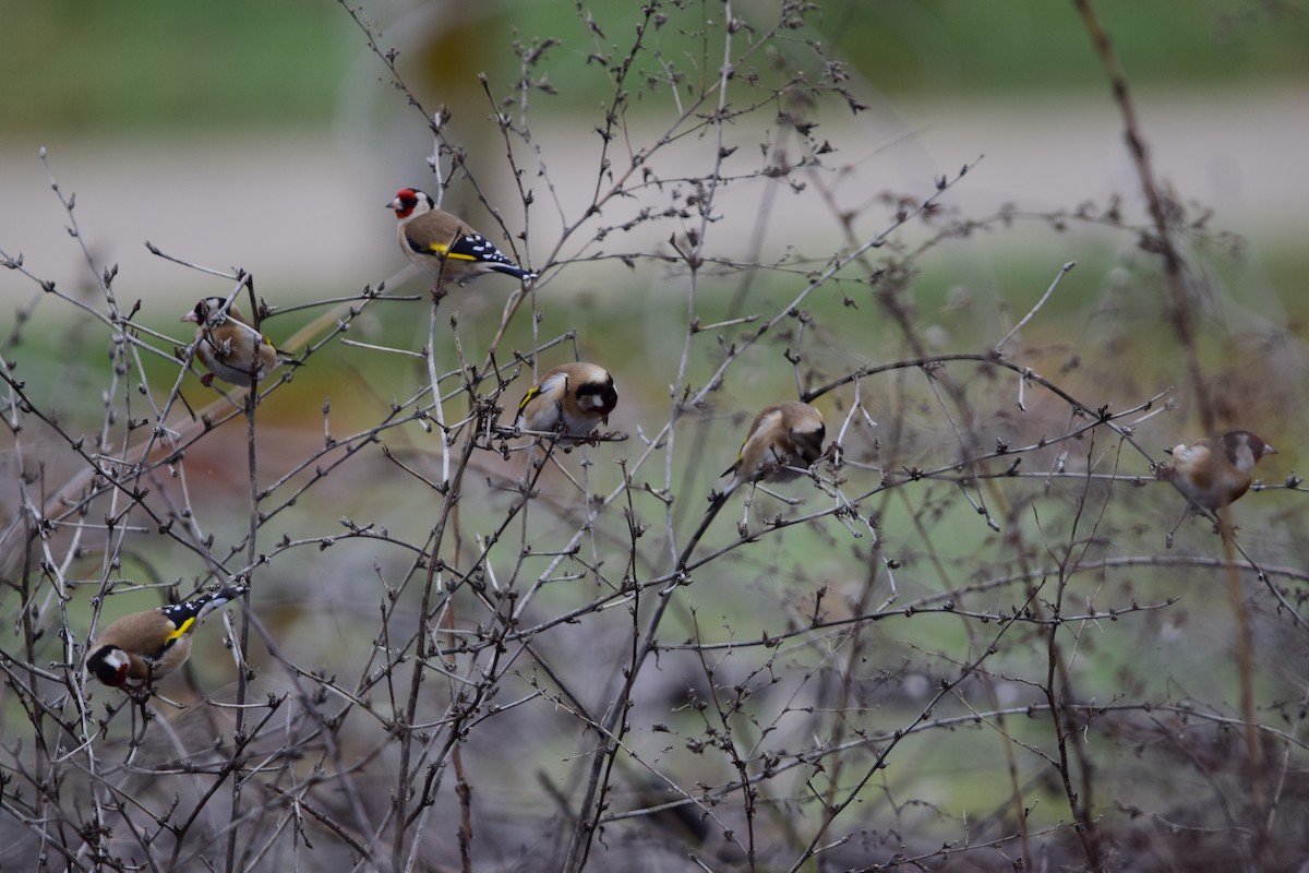 European Goldfinch - ML647416479