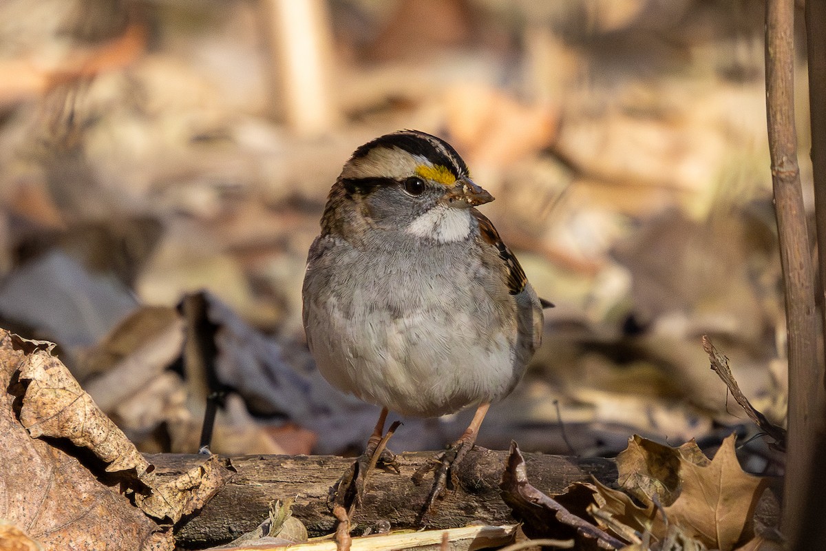 White-throated Sparrow - ML647416480