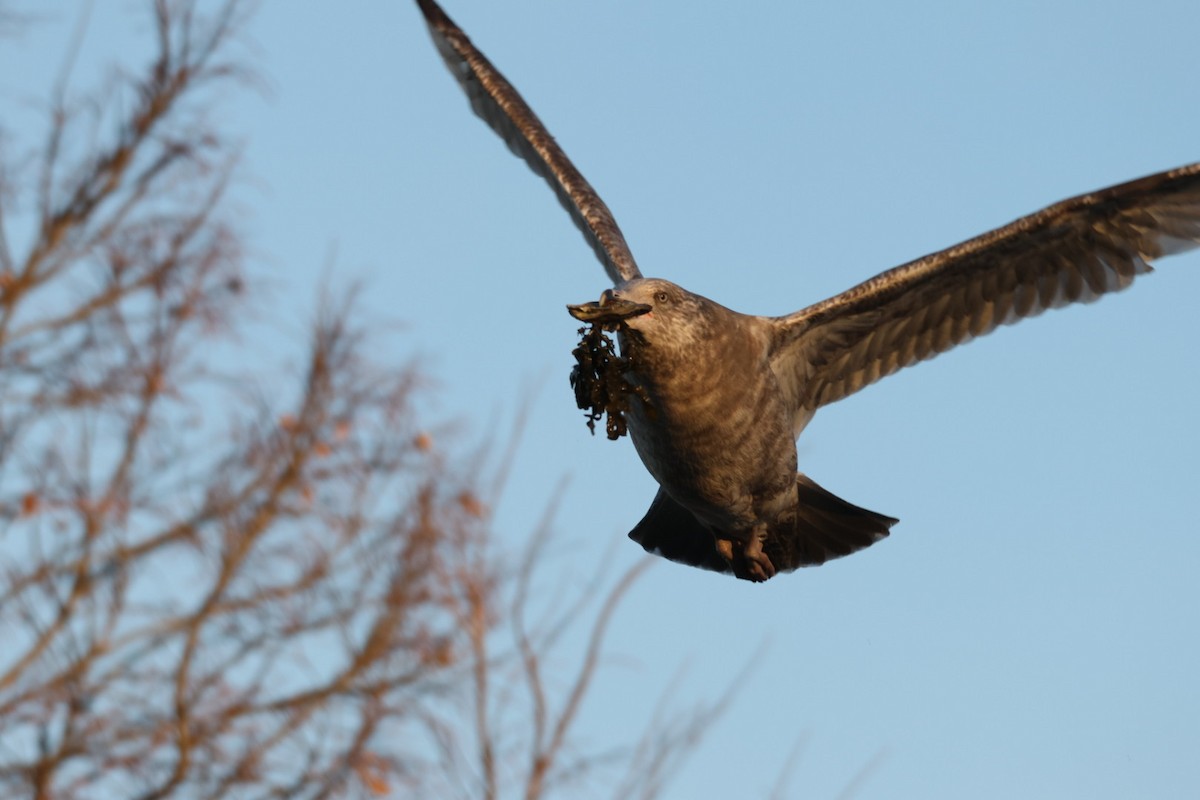 American Herring Gull - ML647416481
