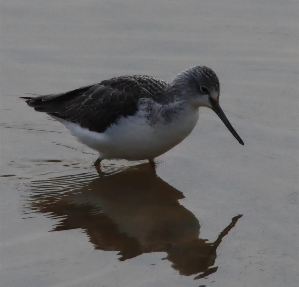 Common Greenshank - ML647416482