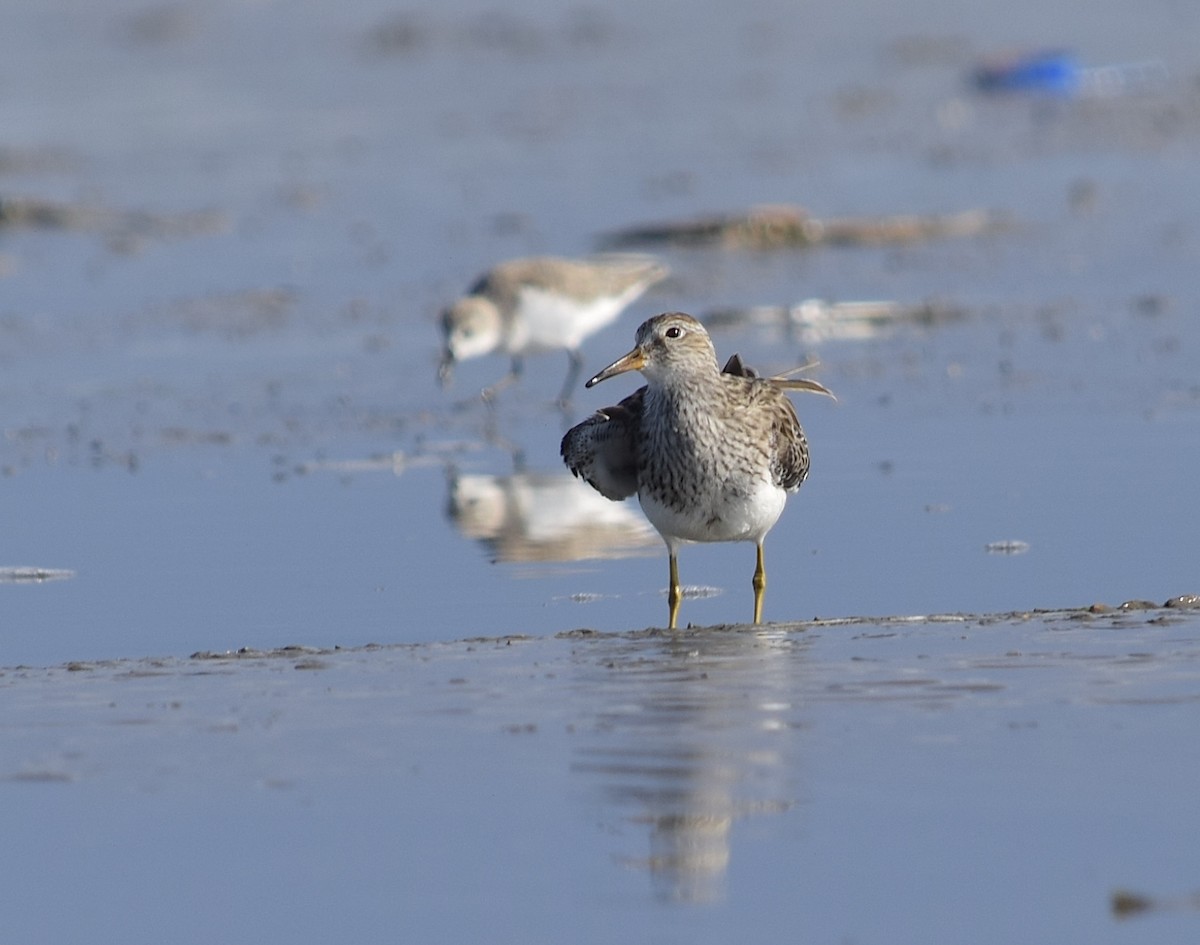 Pectoral Sandpiper - ML647416483