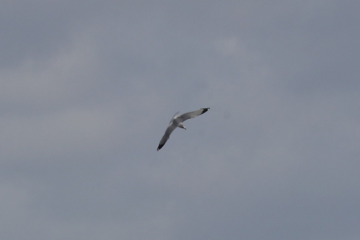 Ring-billed Gull - ML647416484