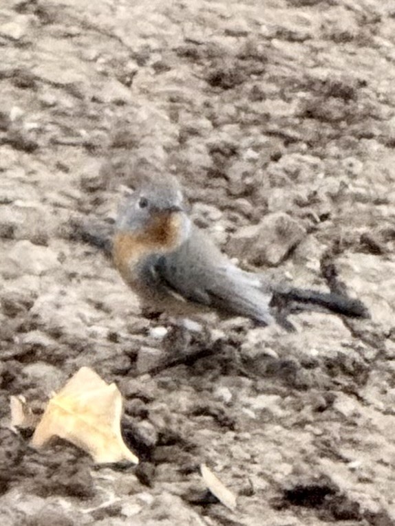 Red-breasted Flycatcher - ML647416488