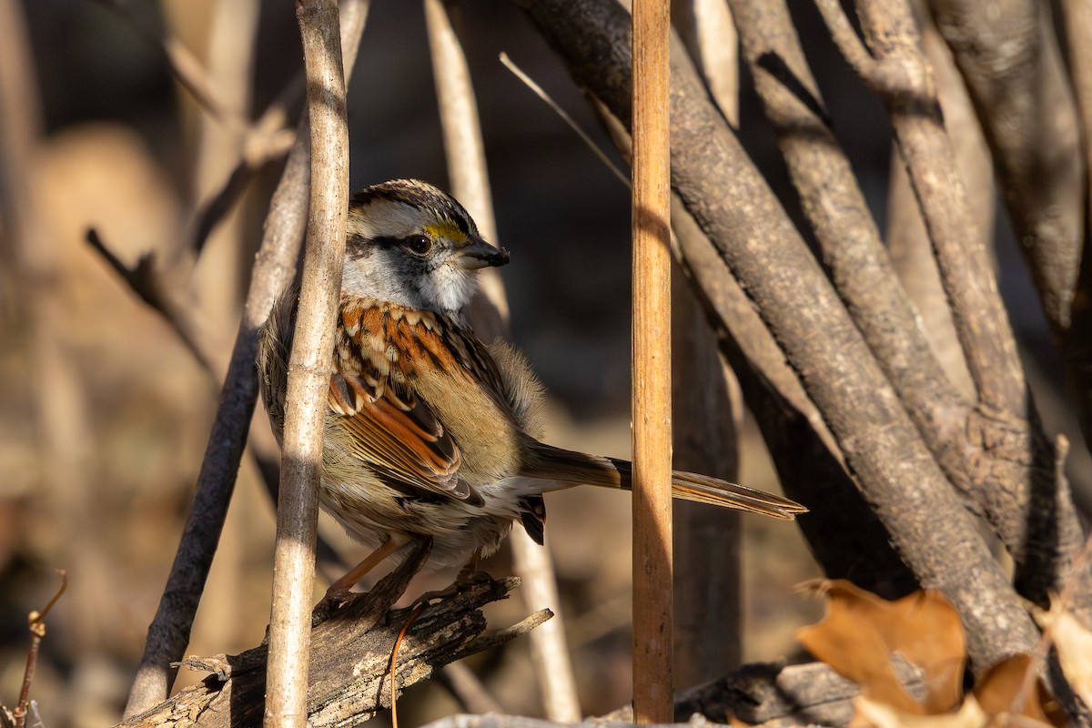 White-throated Sparrow - ML647416489