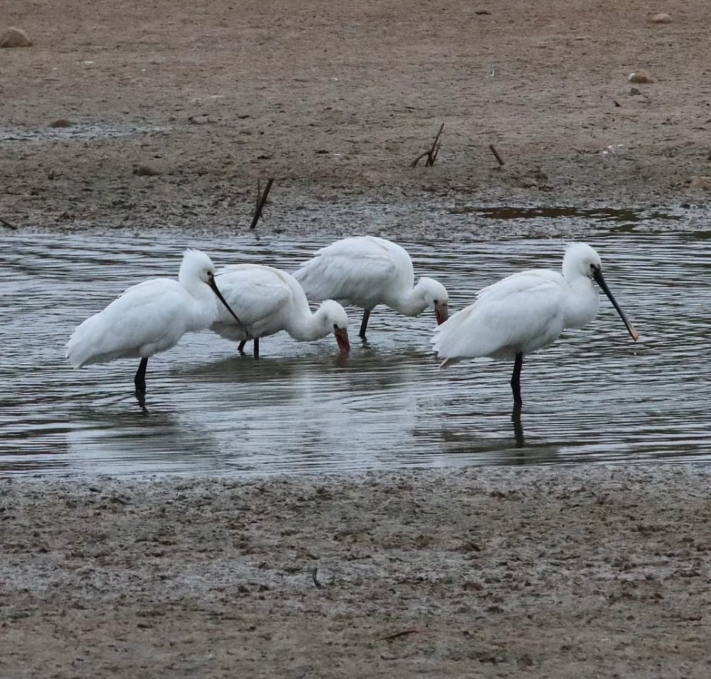 Eurasian Spoonbill - ML647416491