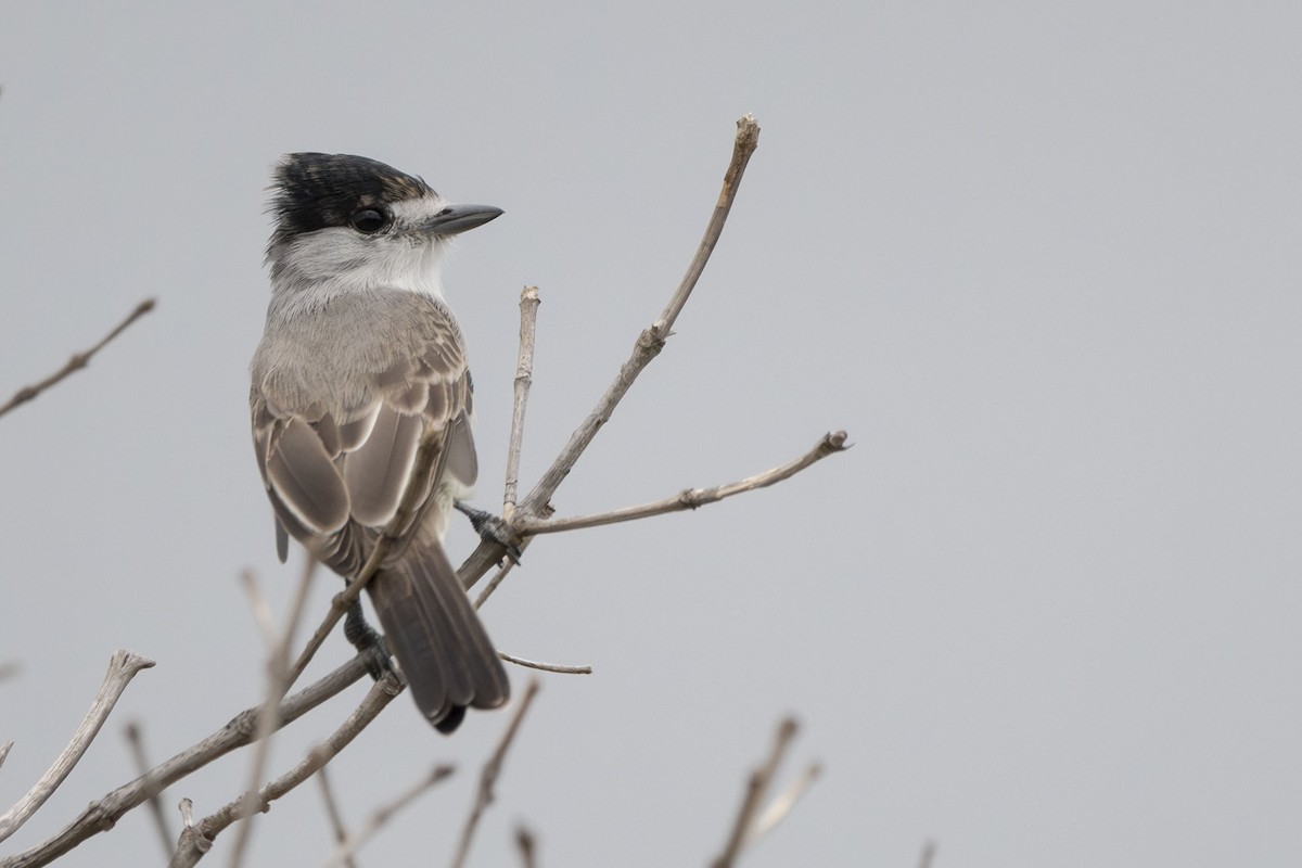 White-naped Xenopsaris - ML647416492