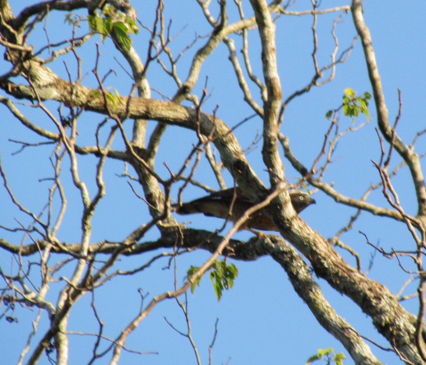 Roadside Hawk - ML647416493