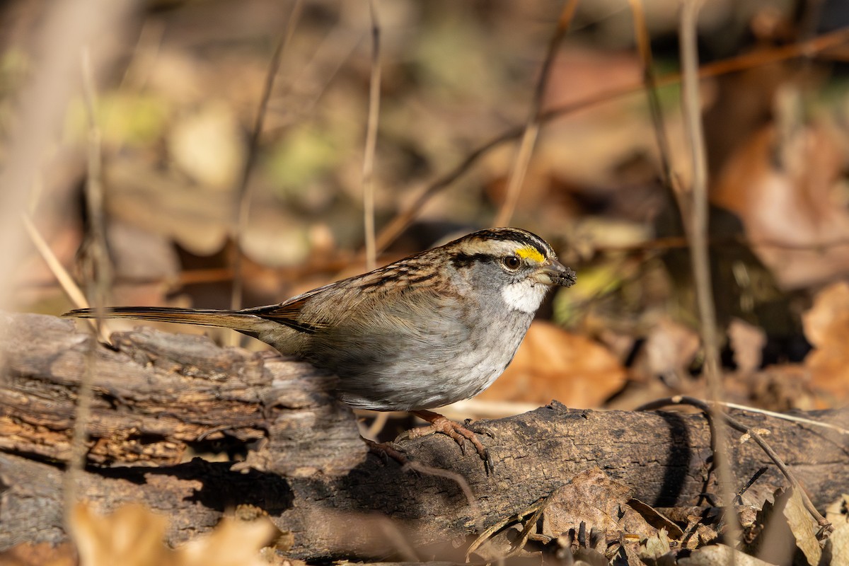 White-throated Sparrow - ML647416494