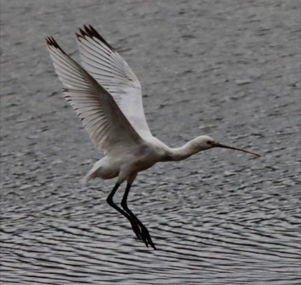Eurasian Spoonbill - ML647416495