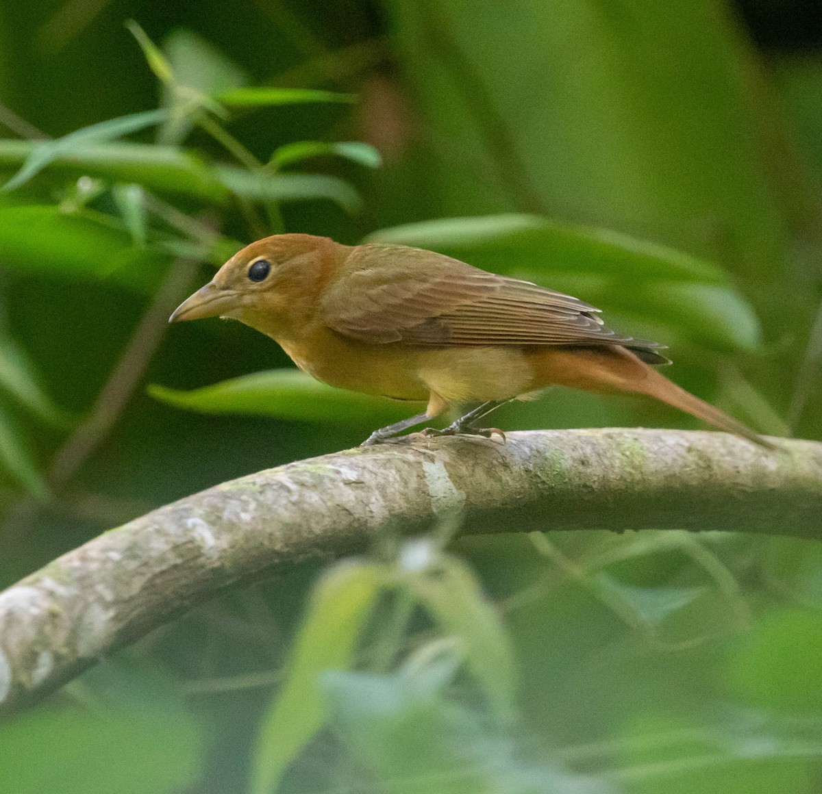 Summer Tanager - ML647416497