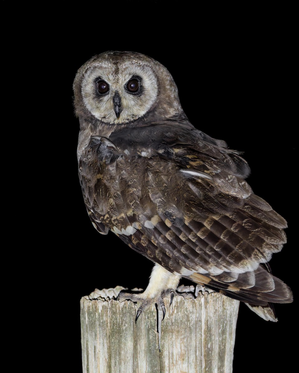 Marsh Owl - ML647416499